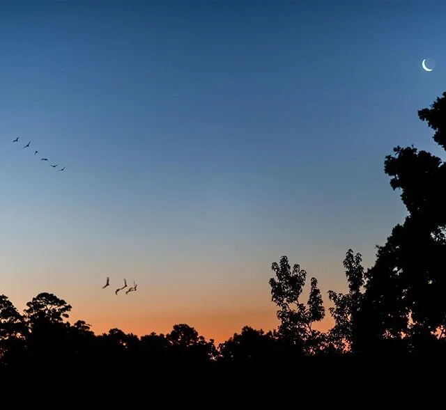 Insomnia induced proof of concept: bat flight trails