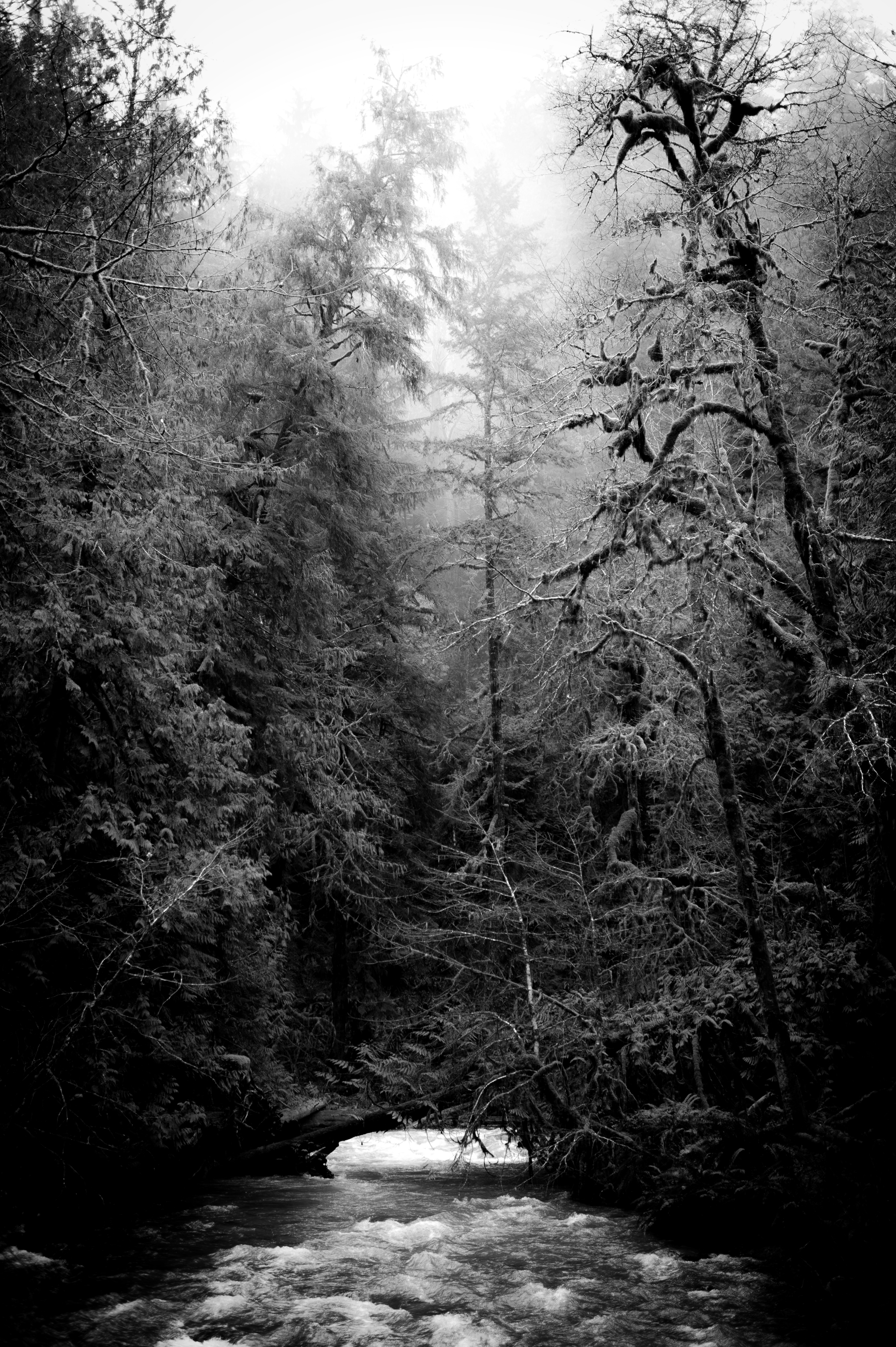Misty-Trees-B&W.png