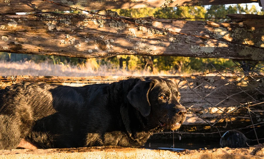 Scout Water Trough