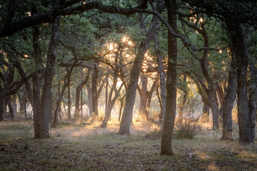 Oak Mott Sunrise